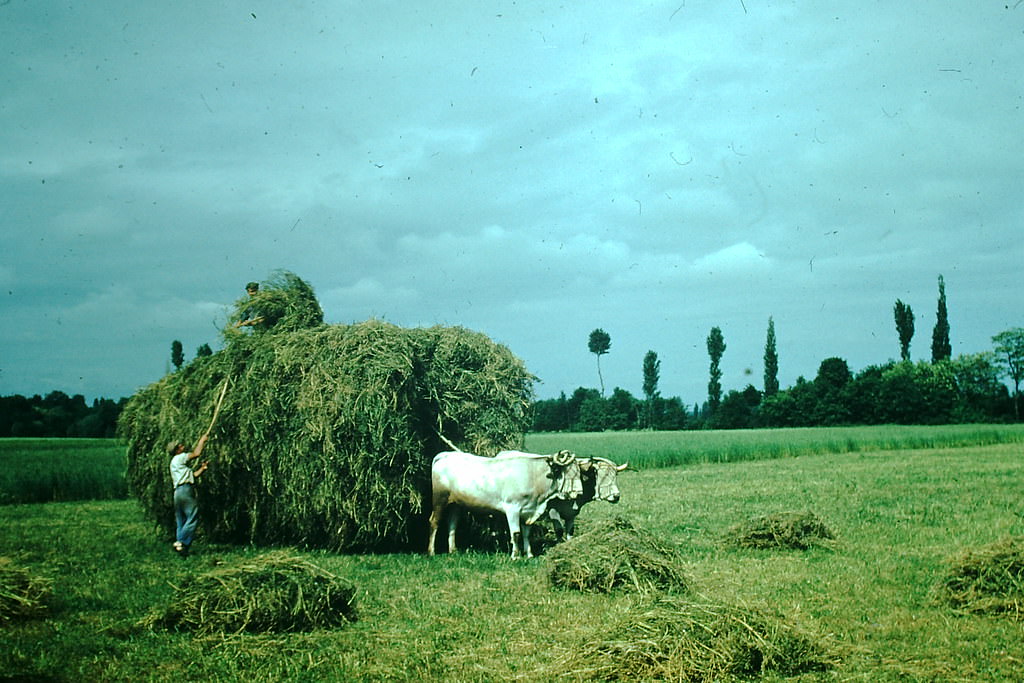 Haying- Haute Garonne, France, 1954