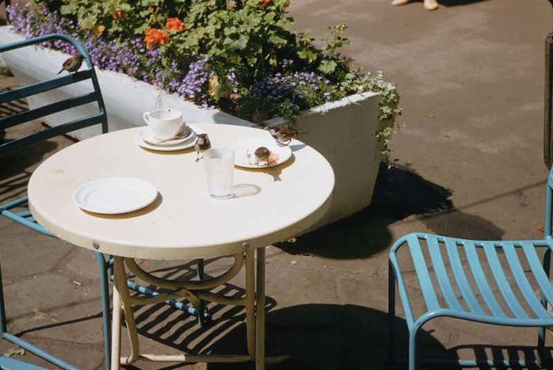 Hungry sparrows on table in Victoria Embankment Gardens.