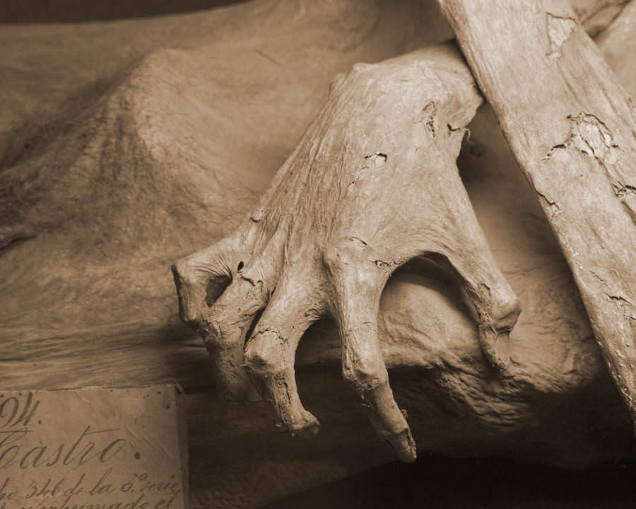 The hand of one of the Guanajuato mummies.