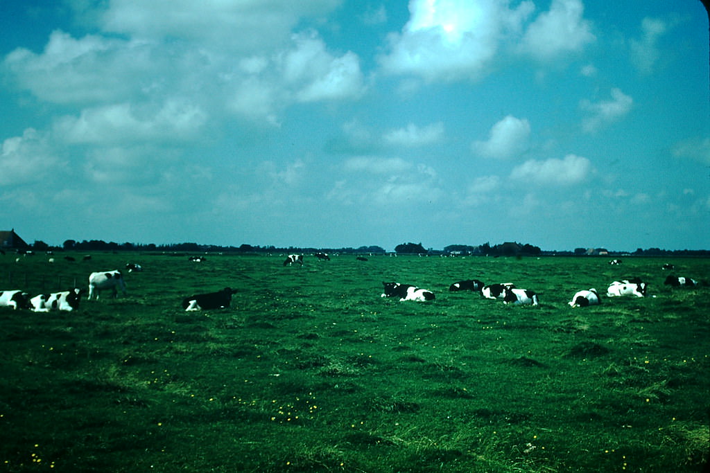 Cows Near Bolsward, Netherlands1954