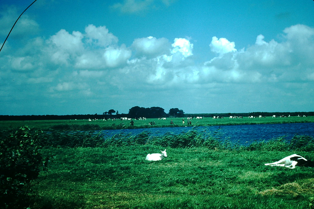 Cows Near Sneek, Netherlands1954