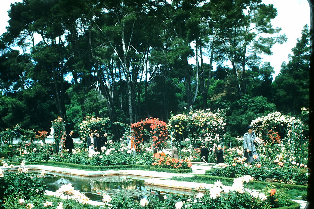 Rose Garden- Retiro Park. Madrid, Spain, 1954