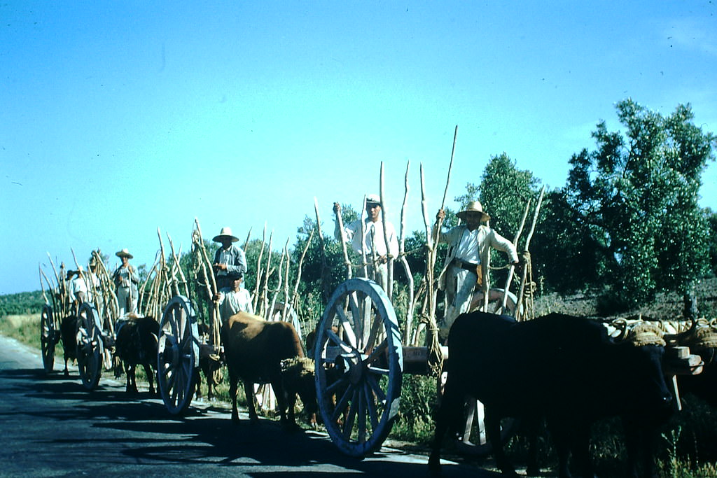 Carretas on Road to Cevilla, Spain, 1954