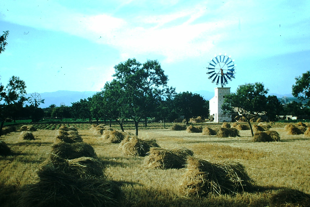 Small Farm Nr Palma, Spain, 1954