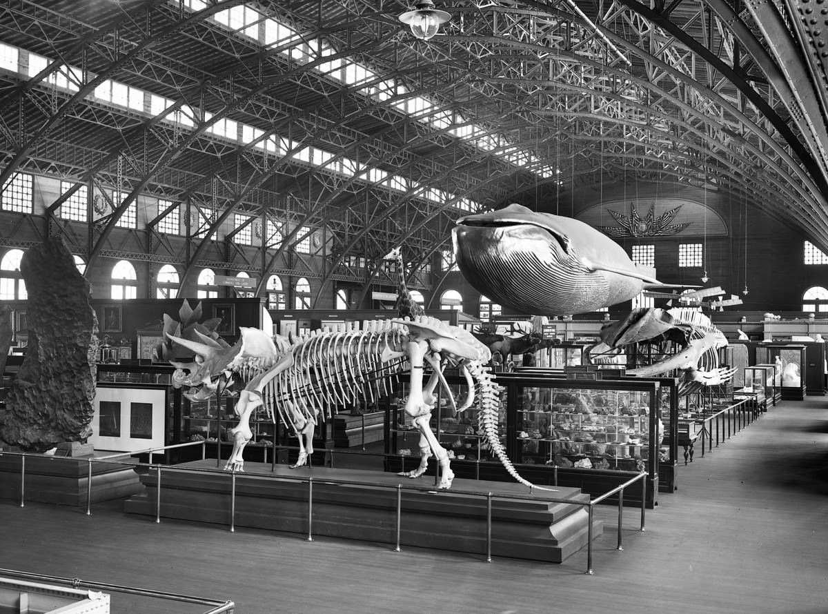 A view of the natural-history fossil exhibit, with a model of a whale and skeletons of several dinosaurs, at the Louisiana Purchase Exposition in St. Louis, Missouri, in 1904.