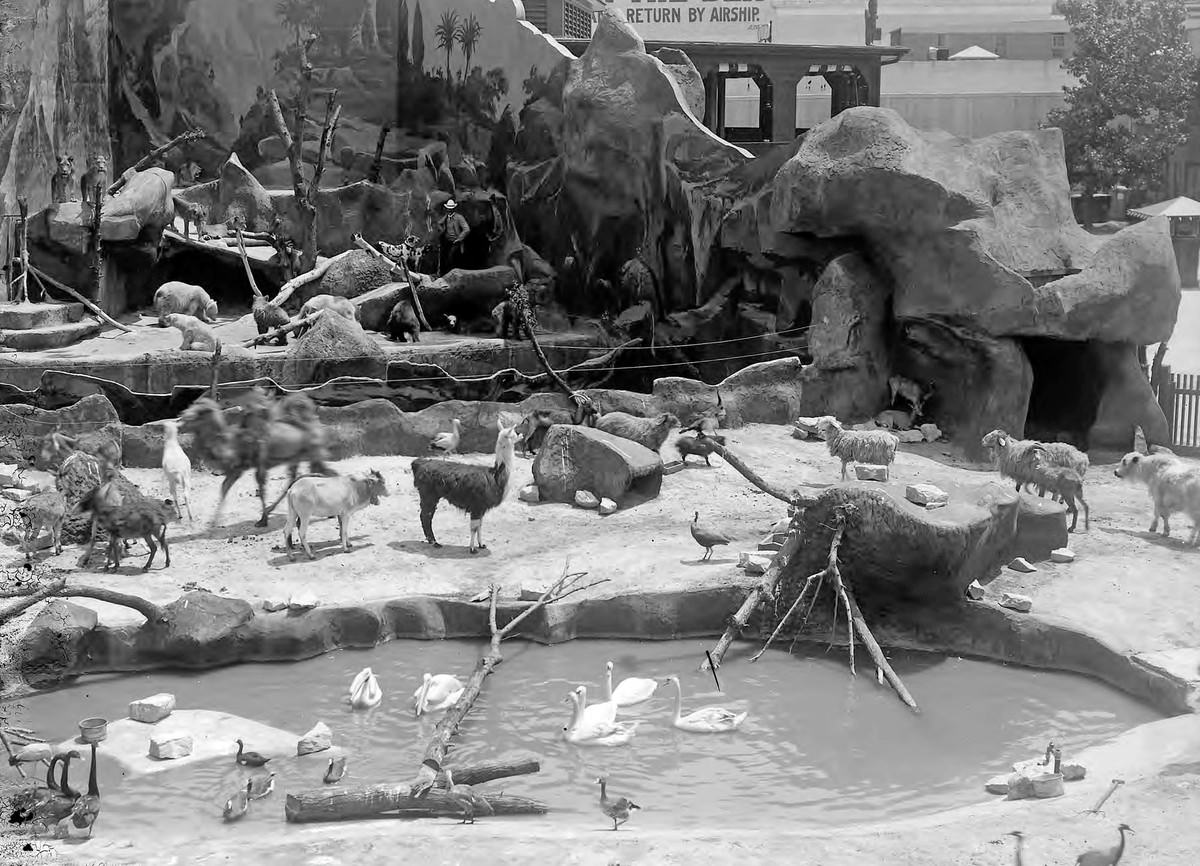 Creatures walk around in enclosures at Hagenbeck's animal show on the Pike.