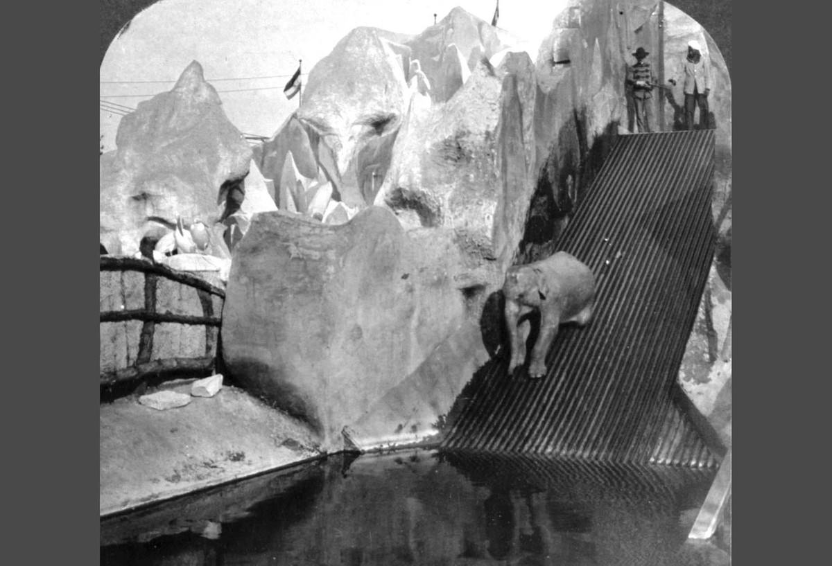 Hagenbeck's trained elephant "shooting the chutes" at the World's Fair in St. Louis, Missouri.