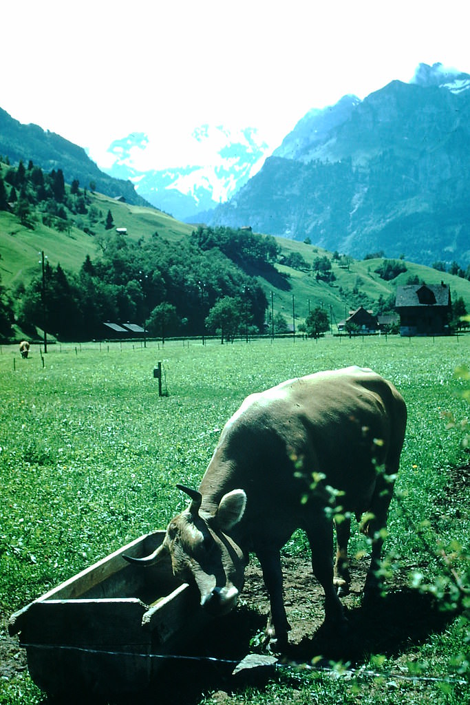 Swiss brown Cow, Zurich to Engleberg, 1954
