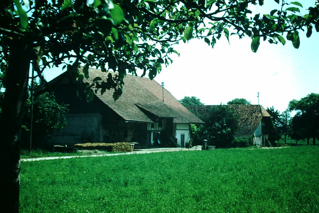 A Swiss Farm, 1954