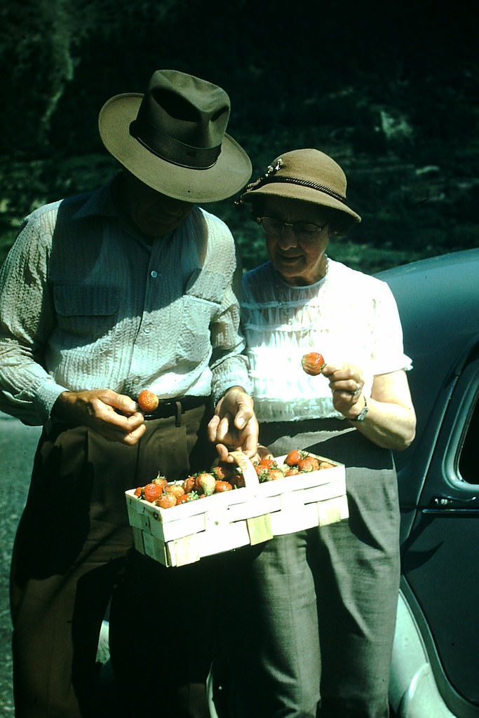 Strawberries in the Valois, Switzerland, 1954