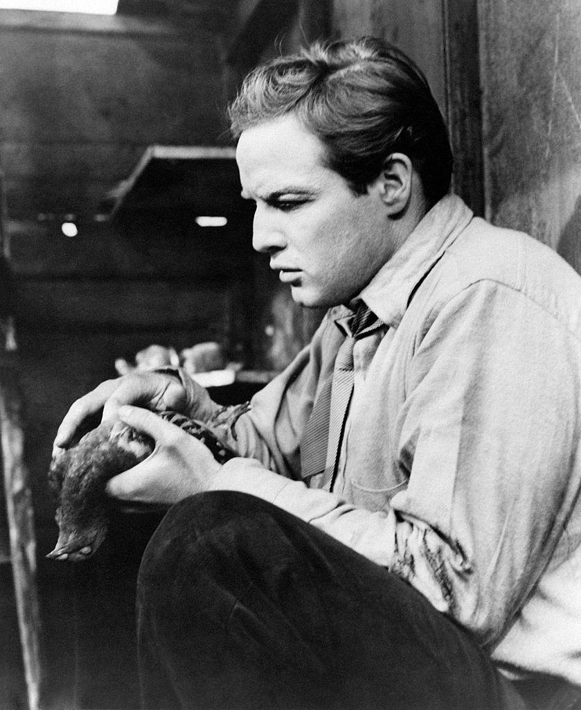 Marlon Brando holding a dead pigeon in on the Waterfront, 1954