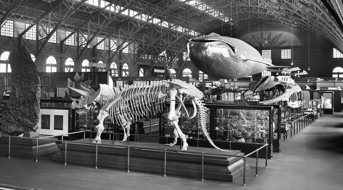 St. Louis World Fair 1904