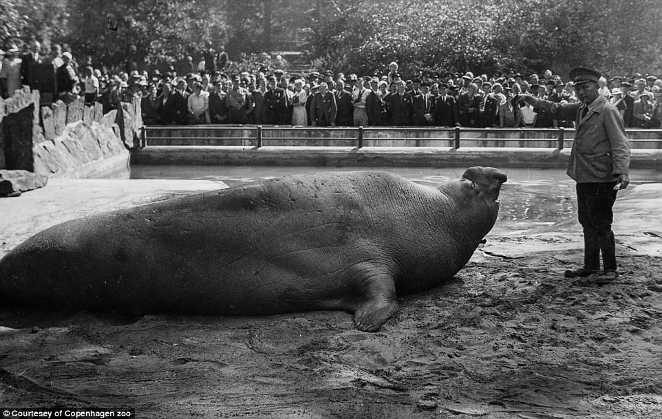 The rare elephant seal was the zoo's treasure