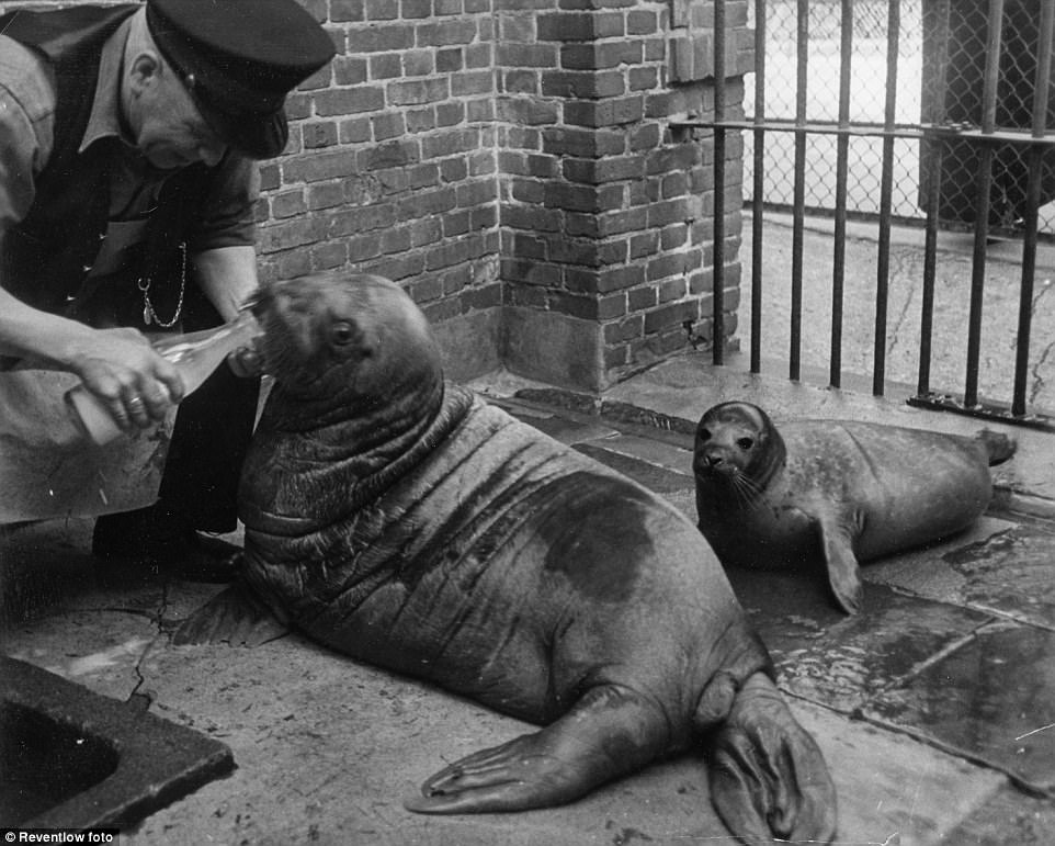 A zoo keeper taking care of the seals