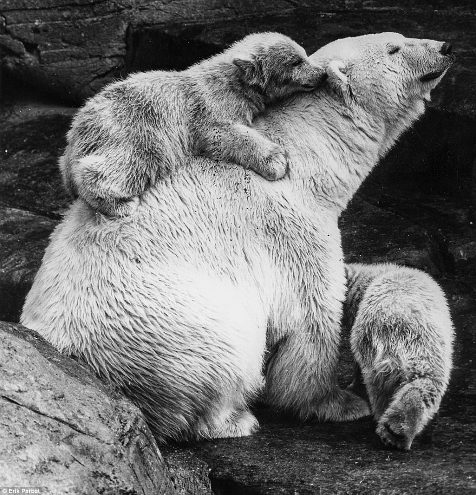Two baby polar bears with their mother in 1859