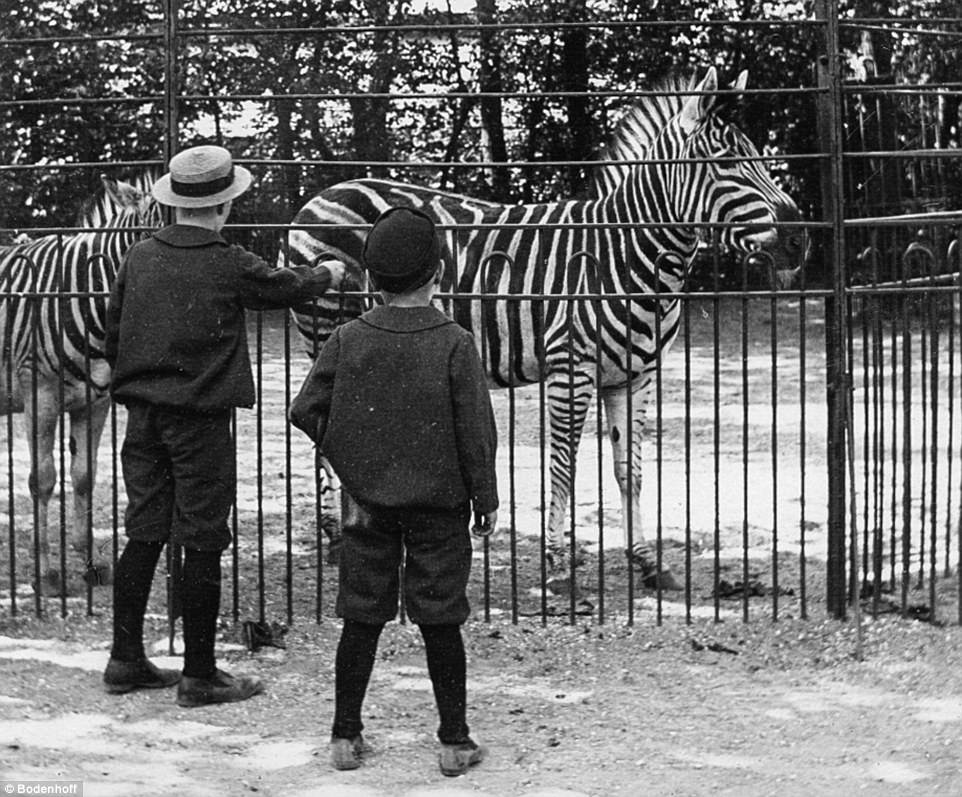 Two boys watching zebras