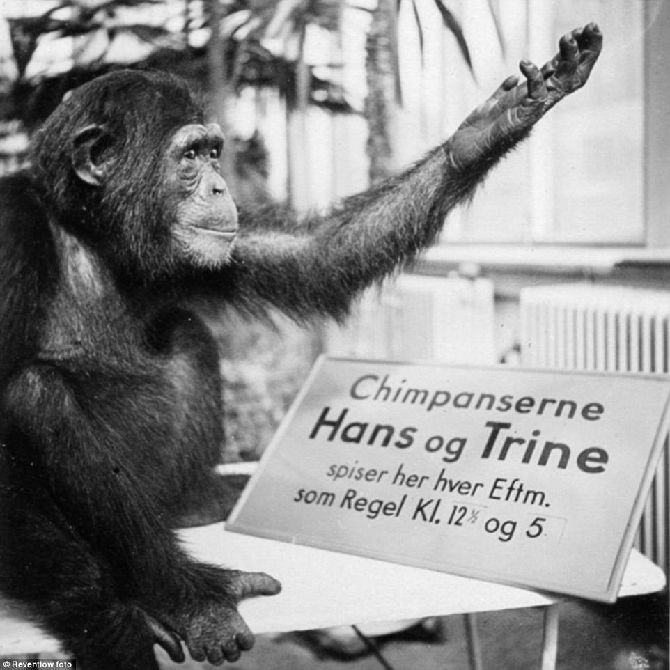 A chimpanzee waving at tourists next to a board with her details