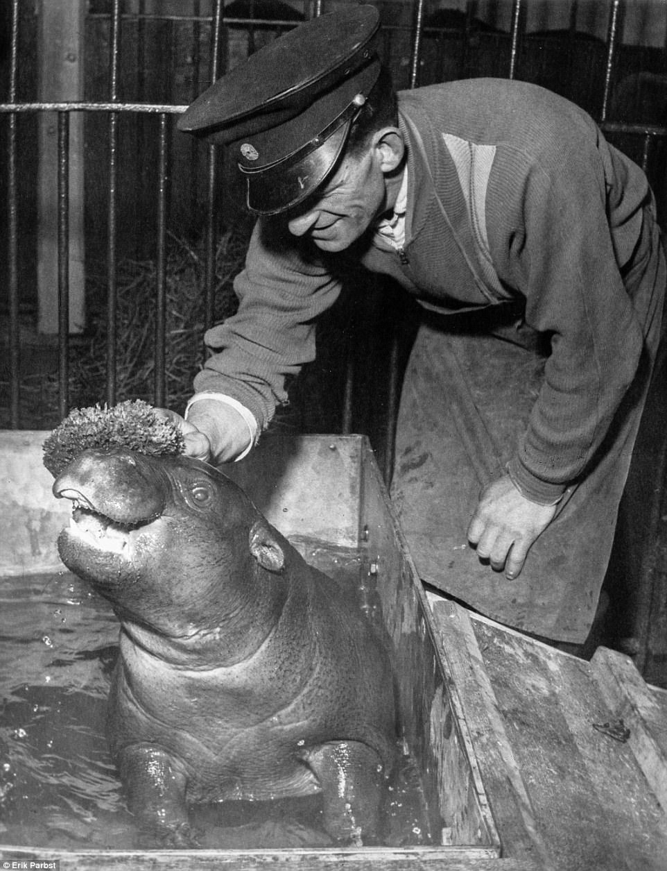 A baby hippo taking a bath