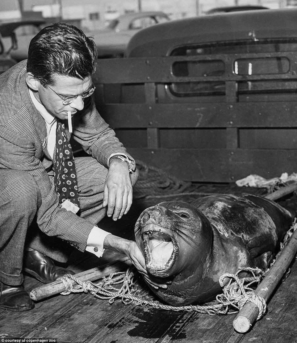 A suited man squats down and strokes a seal that has been transported in a net carrier