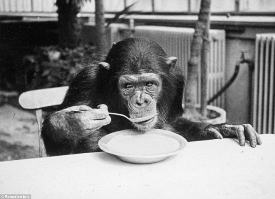 A chimpanzee drink milk just like human