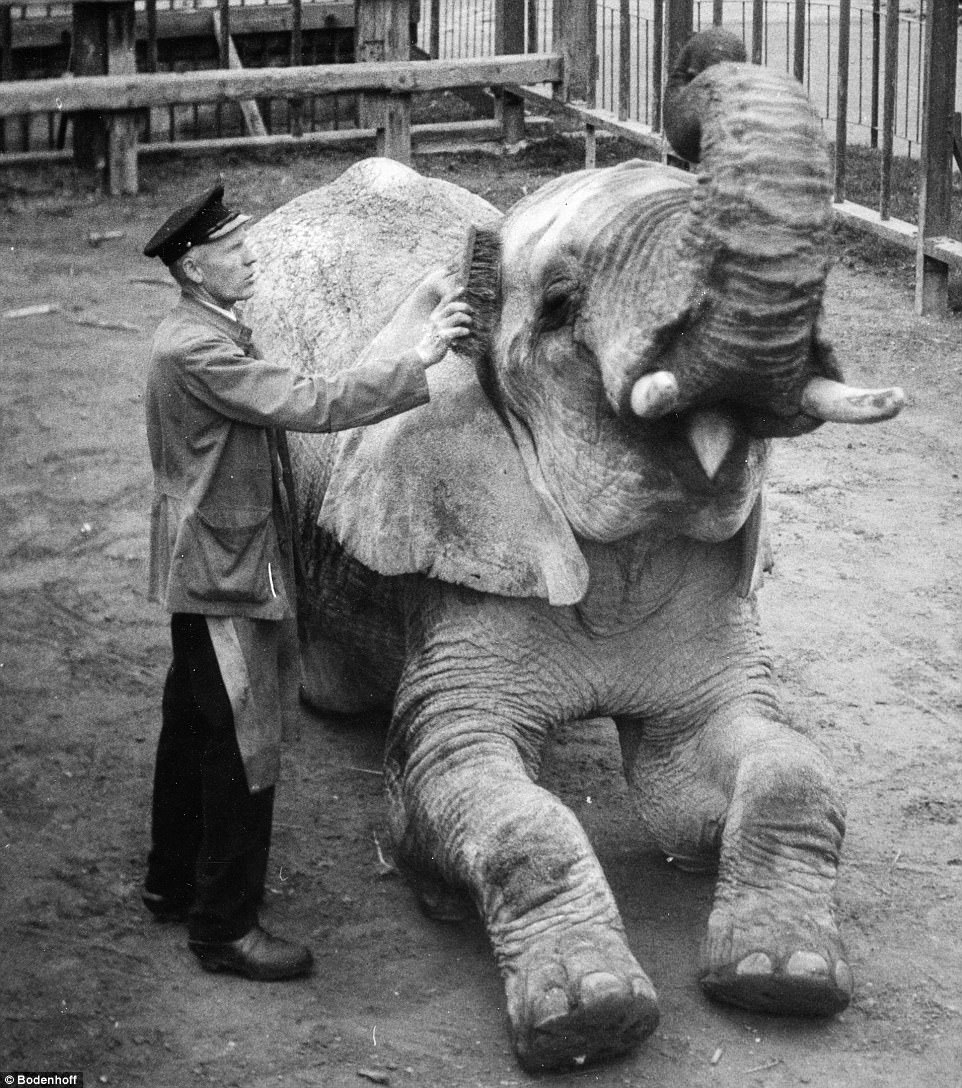 A elephant seemed to be enjoying cleaning