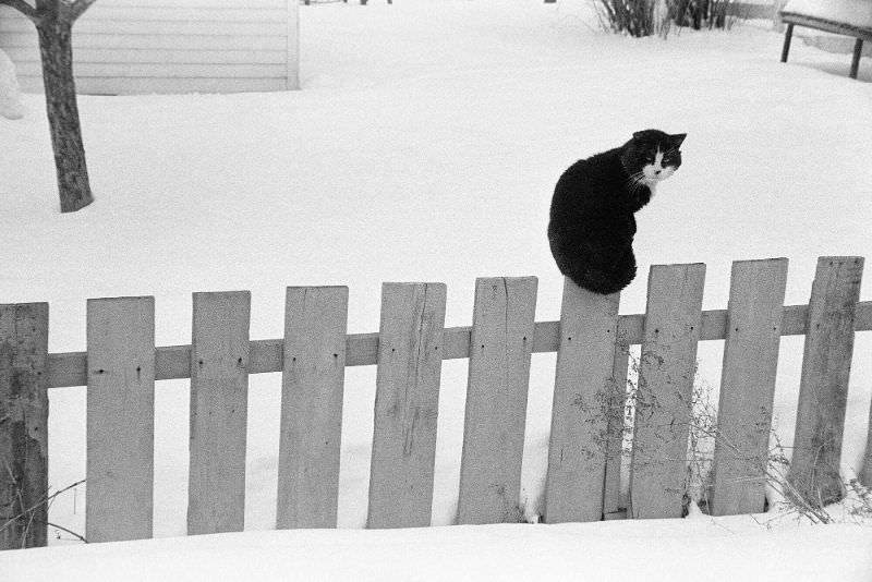 Bois-des-Filion. Cat on a cold fence plank, 1967