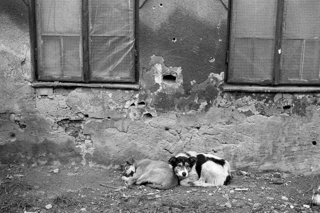 Two dogs lie sleeping in a Sarajevo street, 1994.