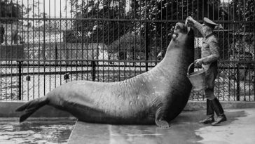 Rare Historical Photos of Copenhagen Zoo from the Late-19th Century that will Make Your Day