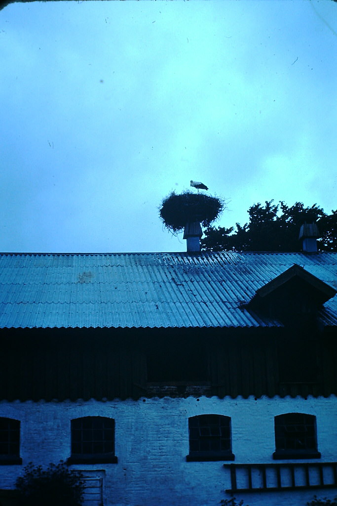 Stork on Roof, Denmark, 1940s.