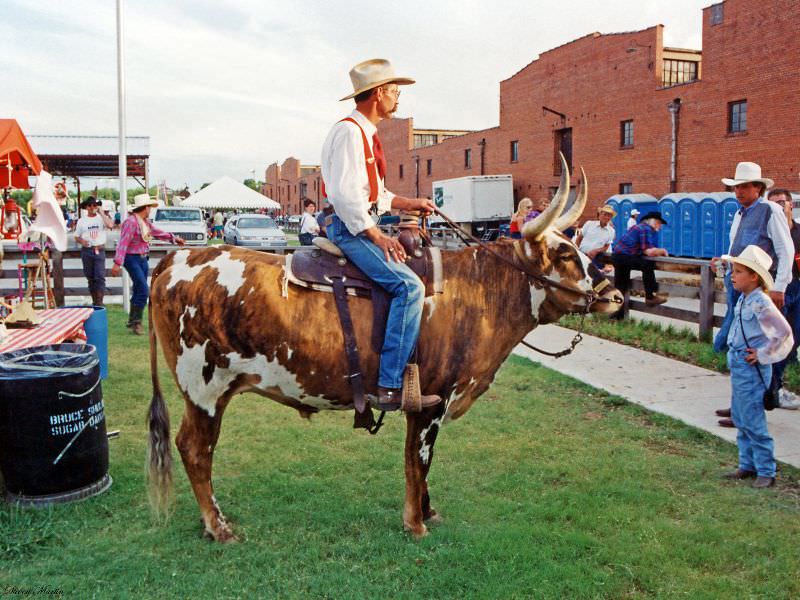Cowboy sits on steer during Chisholm Trail Roundup, Ft. Worth Stockyards, June 1993