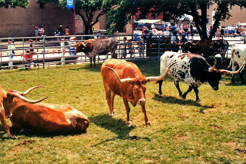 Ft. Worth herd longhorns, Stockyards, June 1999
