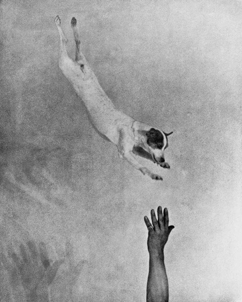 Jumping fox terrier, ca. 1930