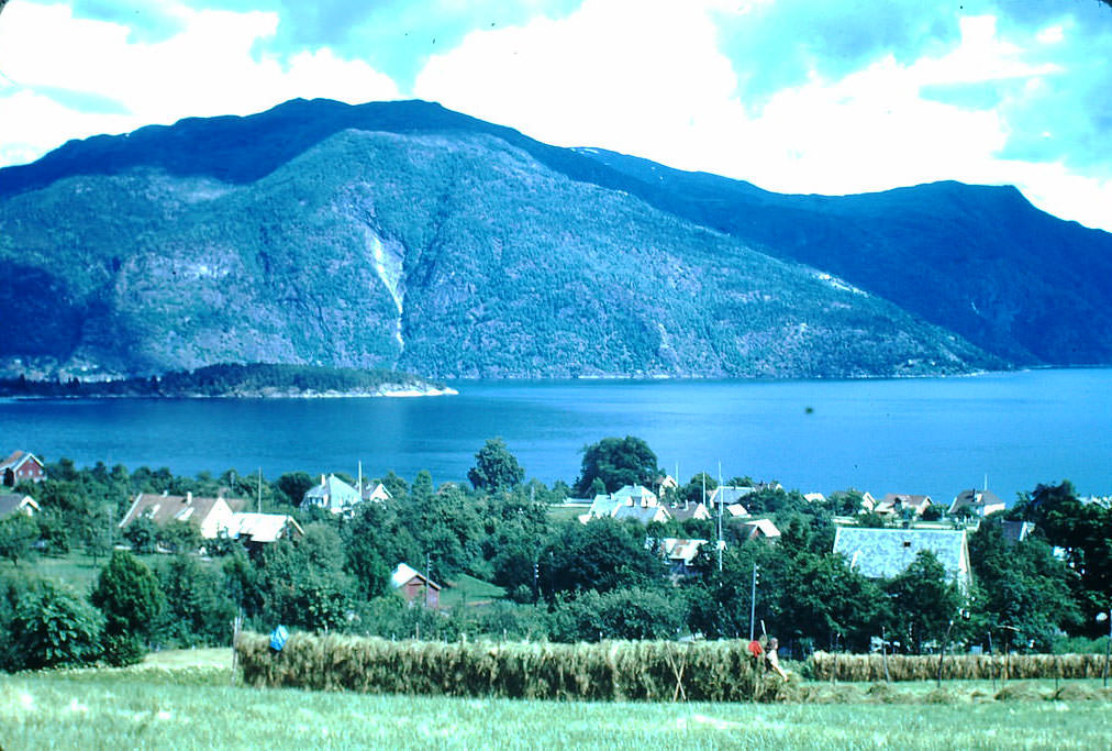 Haying in Balestrand, Norway, 1940s.