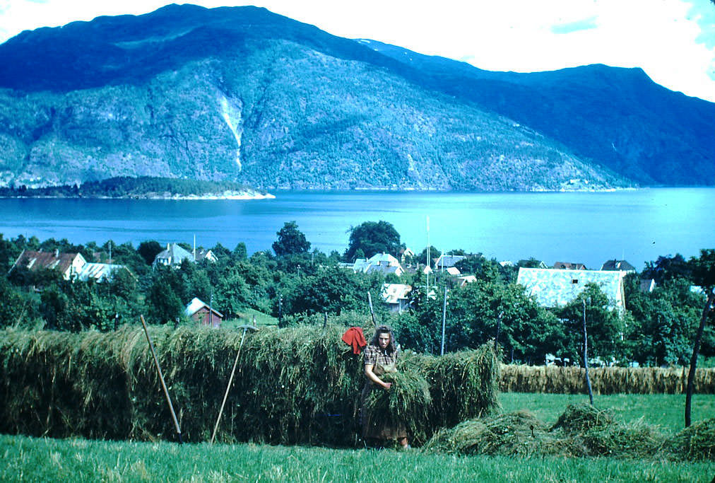 Haying in Balestrand, Norway, 1940s.