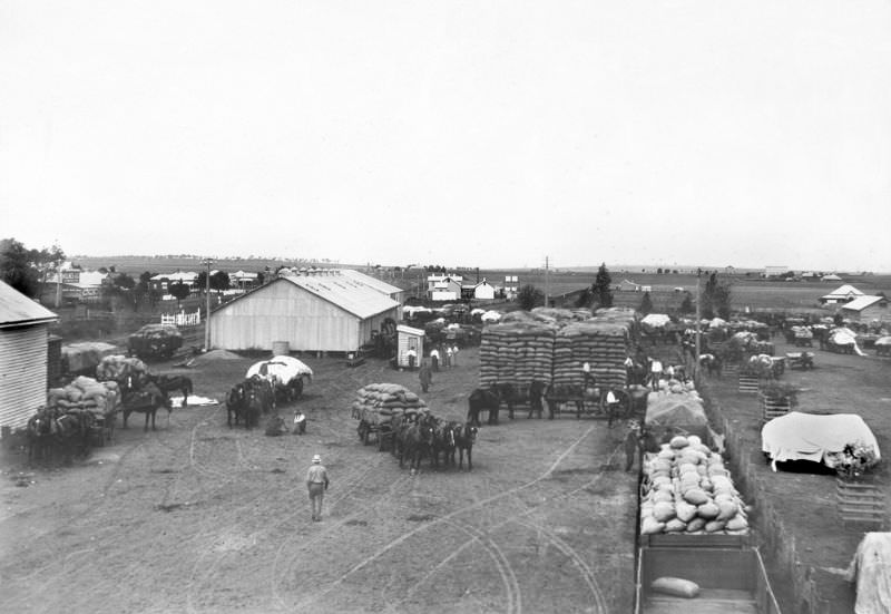 Delivering wheat to dump, Clifton, 1930s