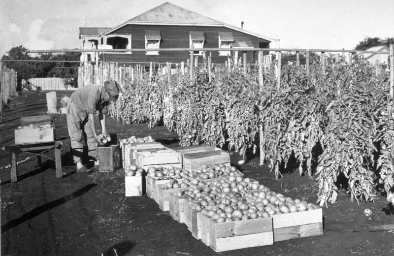 Picking Tomatoes at Victoria Point, 1937