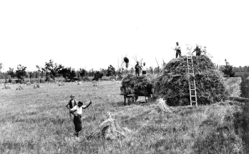 Stackbuilding at Clifton, Darling Downs, 1930s