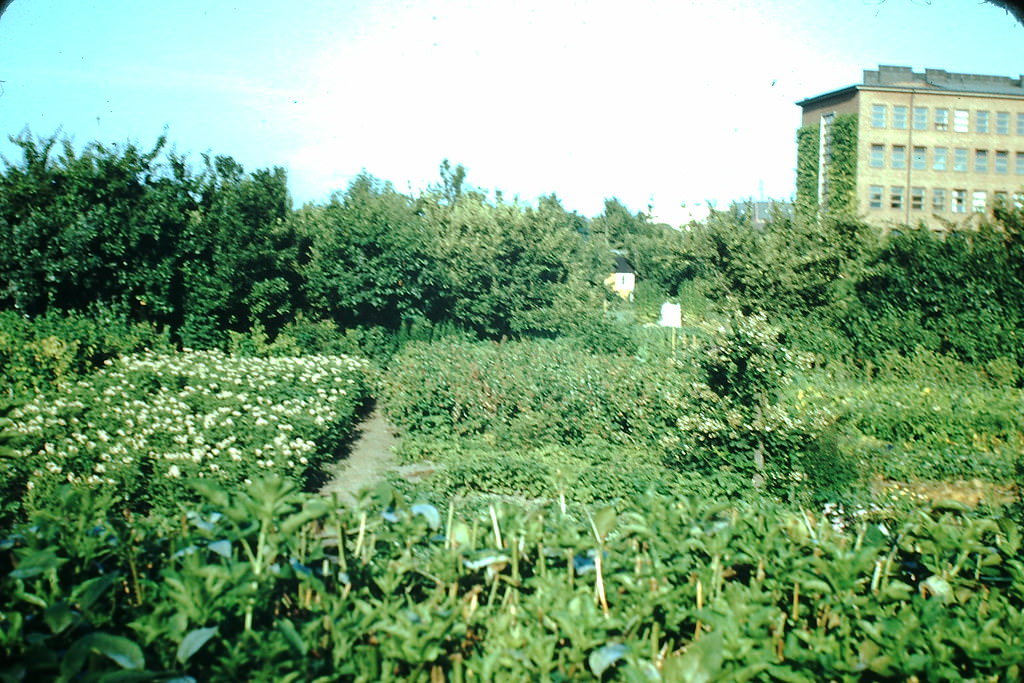 Veg Garden in Malmo, Sweden, 1949.
