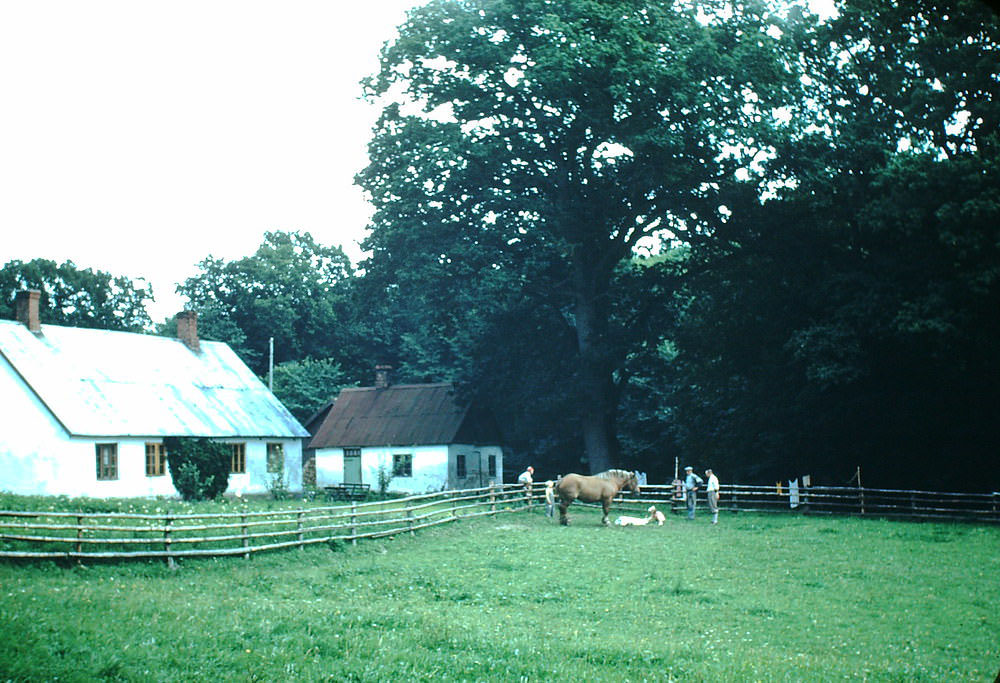 New Colt as Rysgard, Sweden, 1949.