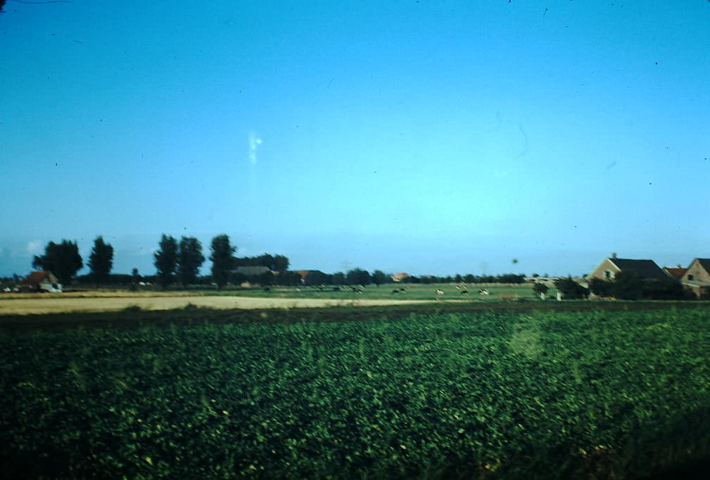 Countryside near Rotterdam, the Netherlands, 1940s.