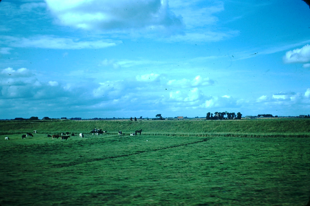 Milking Cows in Field, the Netherlands, 1940s.