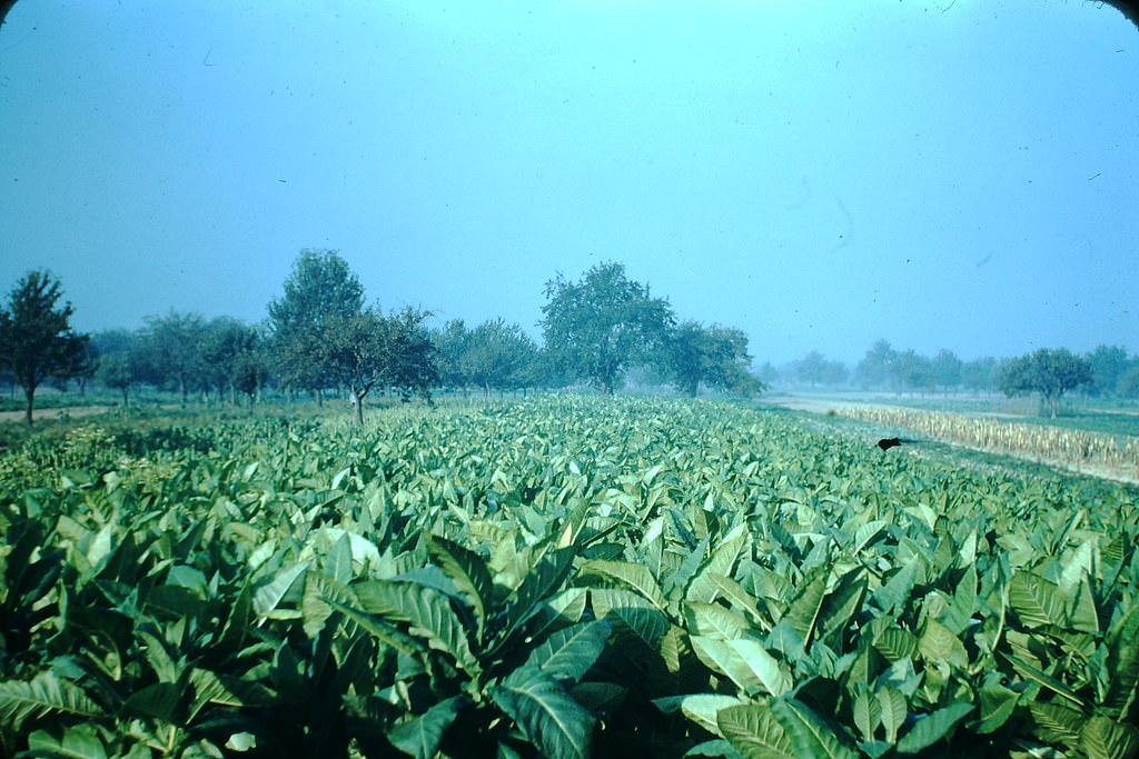 Field of Tobacco near Weinheim, Germany, 1949.