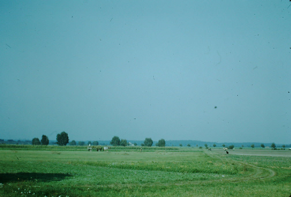 Haying near Mainz, Germany, 1949.