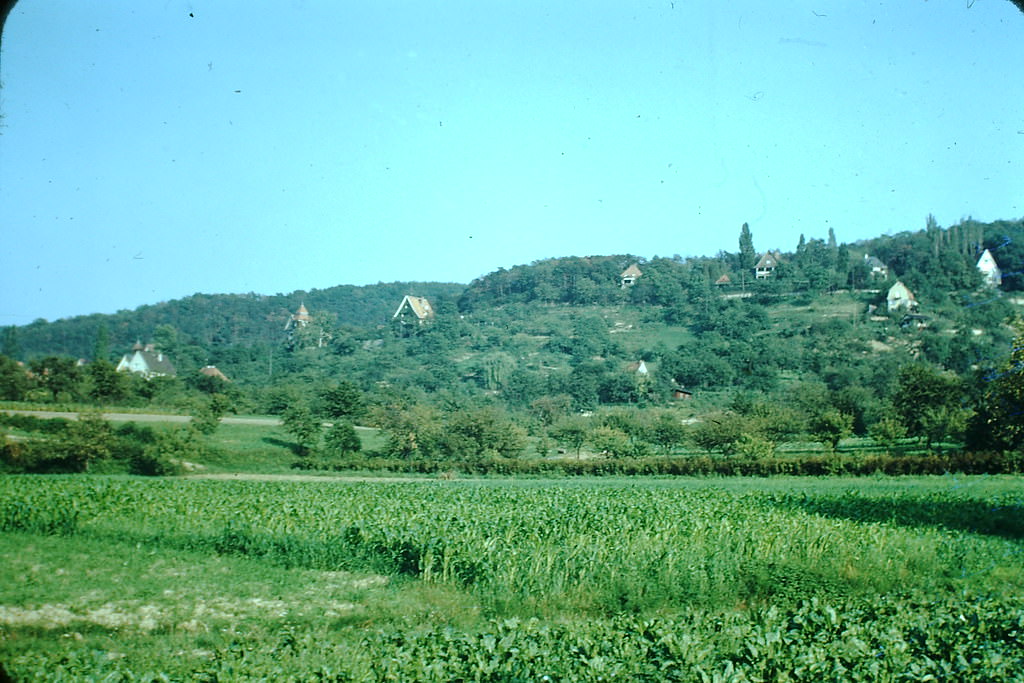 In the Odenwald, Germany, 1949.