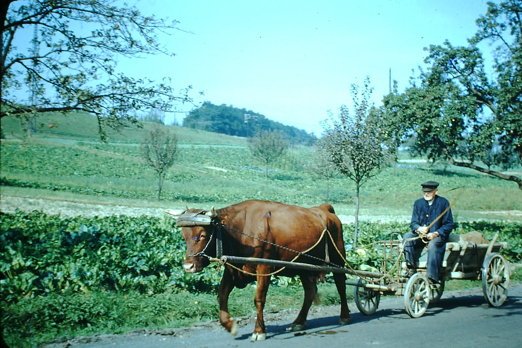 Oxen, Germany, 1949.