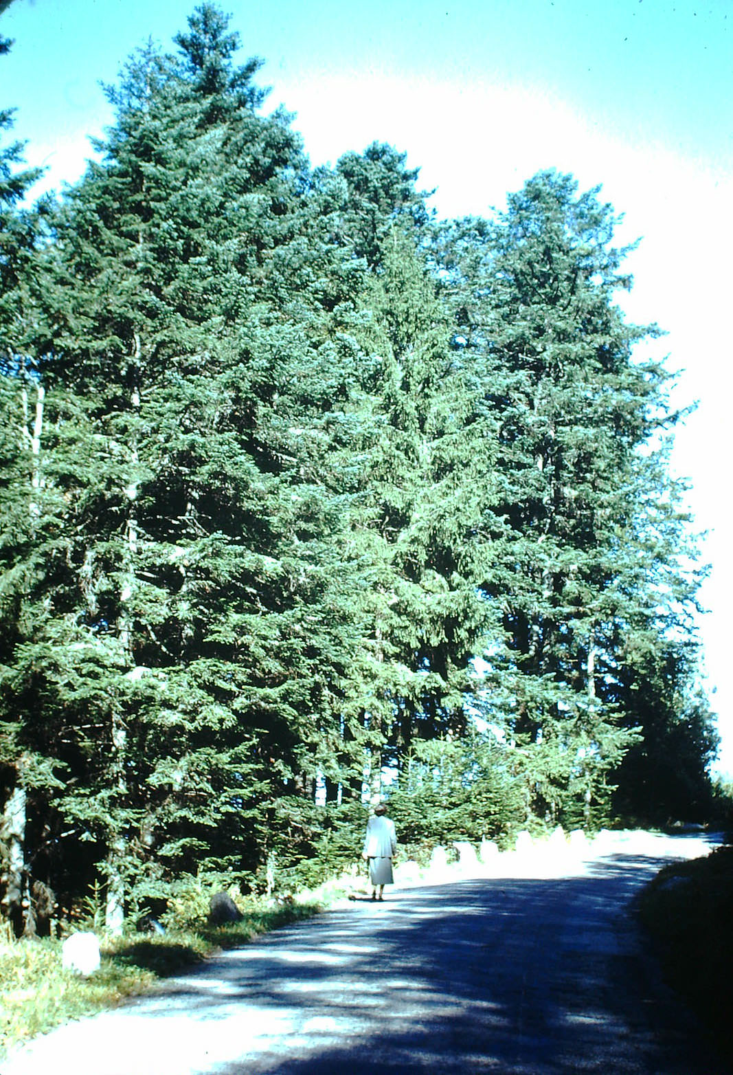 Trees of Black Forest, Germany, 1949.