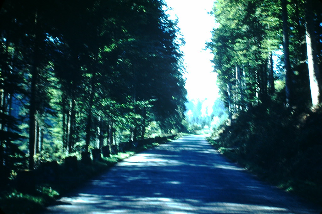 Black Forest Road, Germany, 1949.