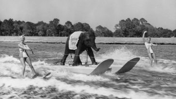 Queenie water skiing elephant