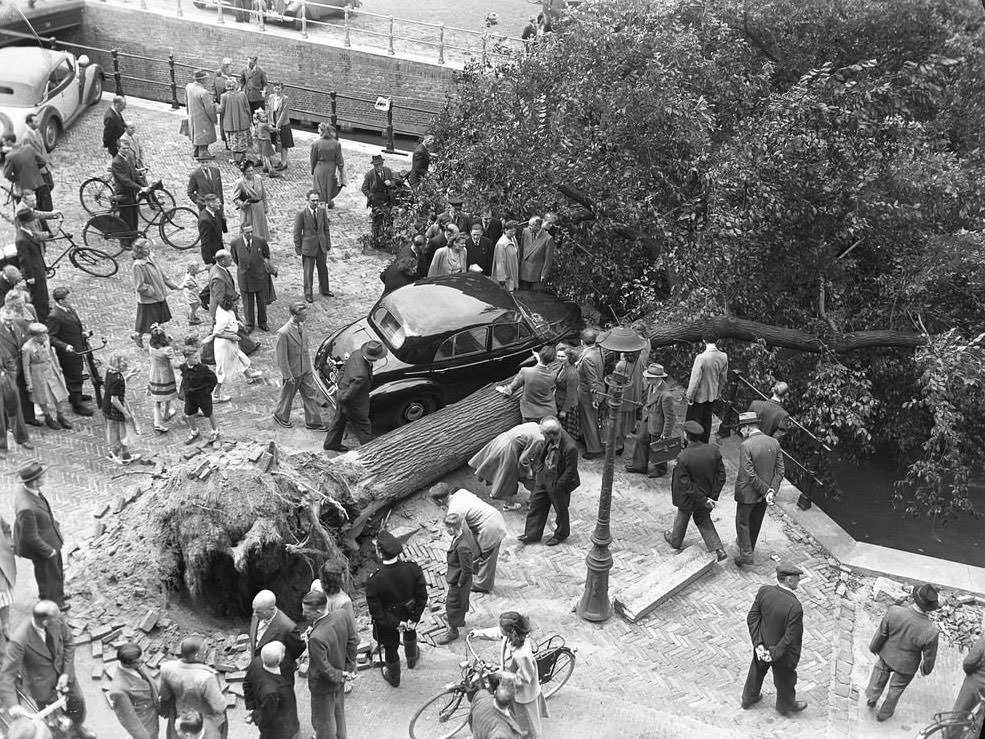 Fallen tree (elm) on the Herengracht corner of Utrechtsestraat, Amsterdam, August 1, 1949