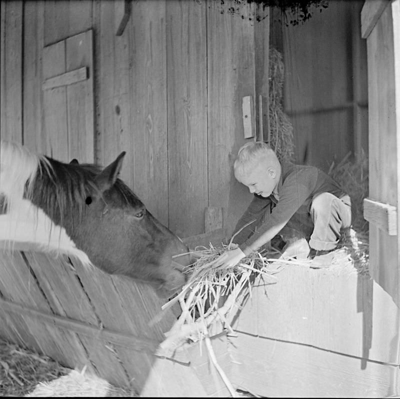 Boy giving a horse some hay